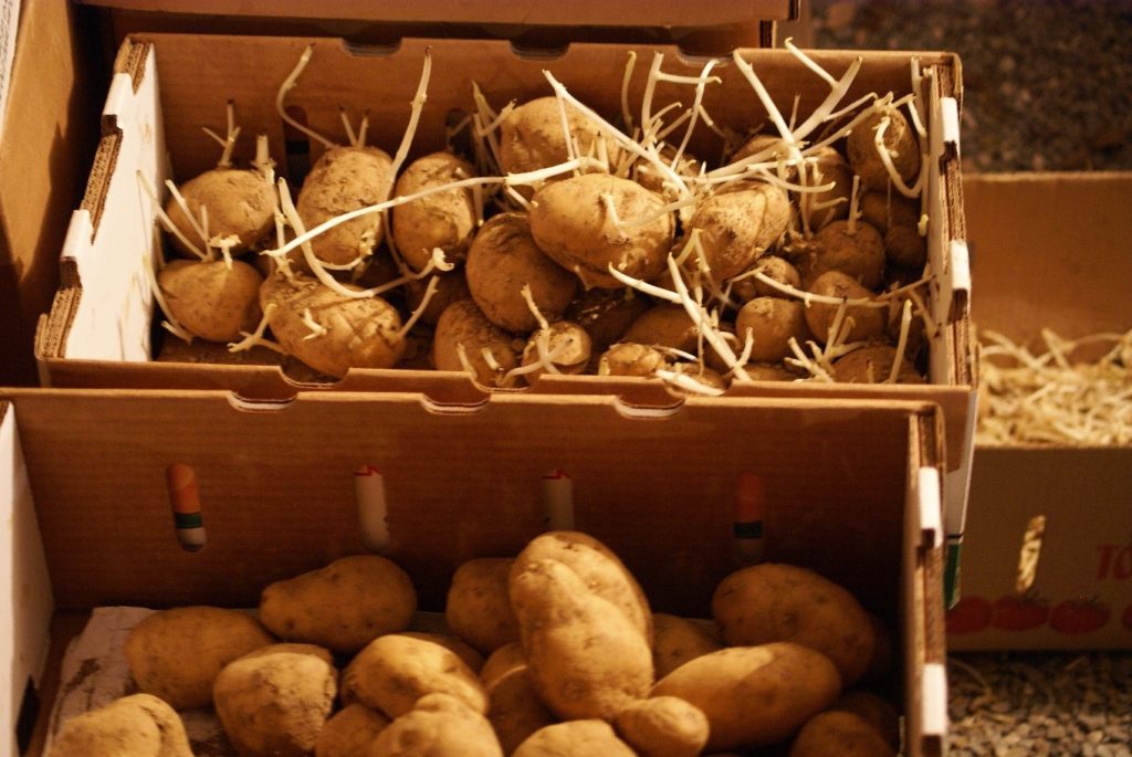 Можно ли есть картошку если она проросла. Проросшая картошка. Картошка проросла в шкафу. Картофелесажалка для пророщенного картофеля. Проросший картофель в ящике.